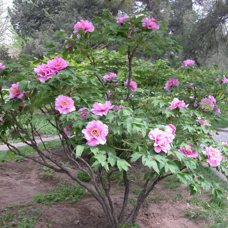 Древовидные пионы что такое древовидные