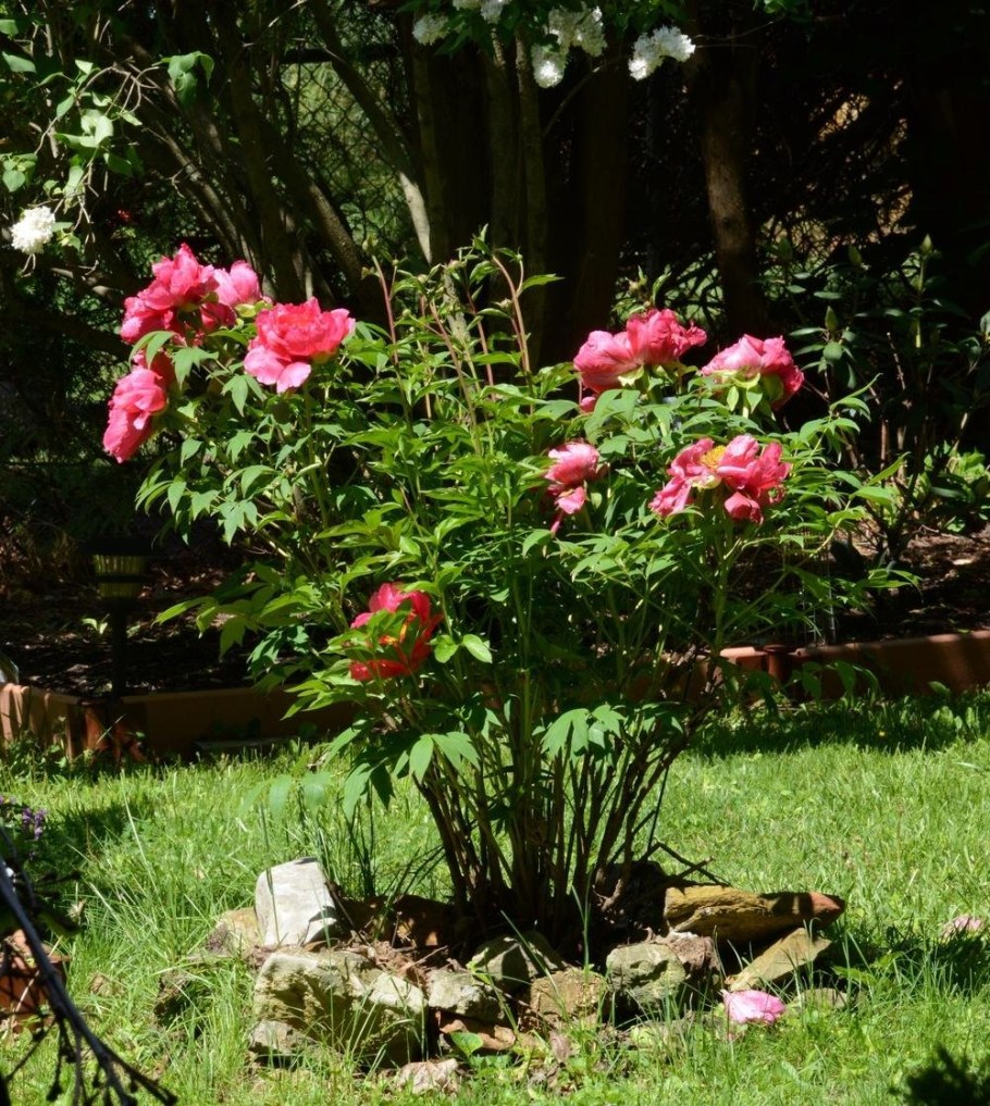 Пион древовидный дарк Пинк