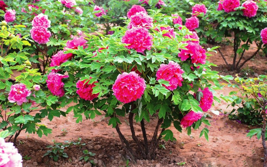 Древовидные пионы что такое древовидные