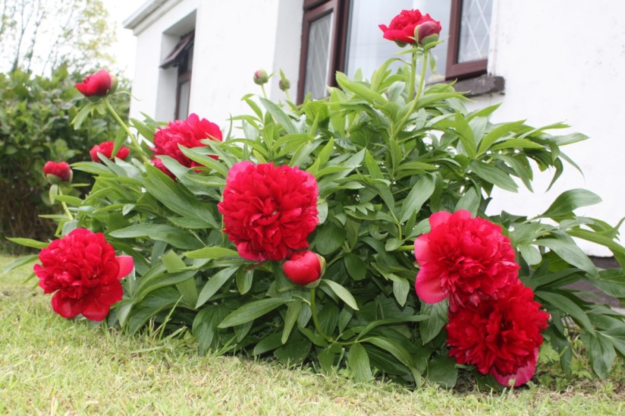 Пион Матадор Роуб