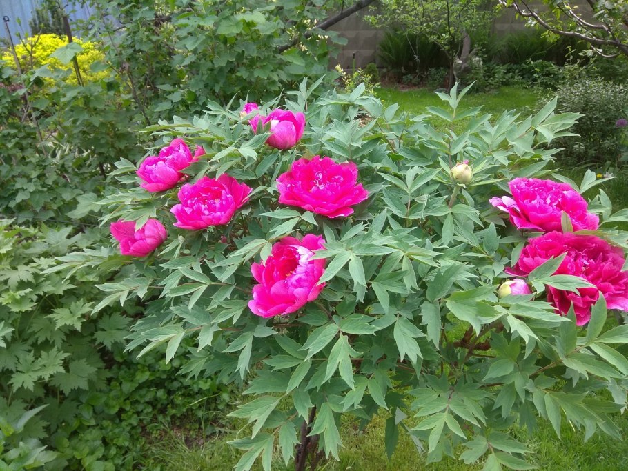 Пион древовидный дарк Пинк