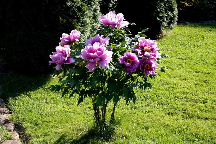 Пион древовидный микс