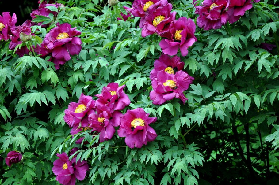 Древовидные пионы