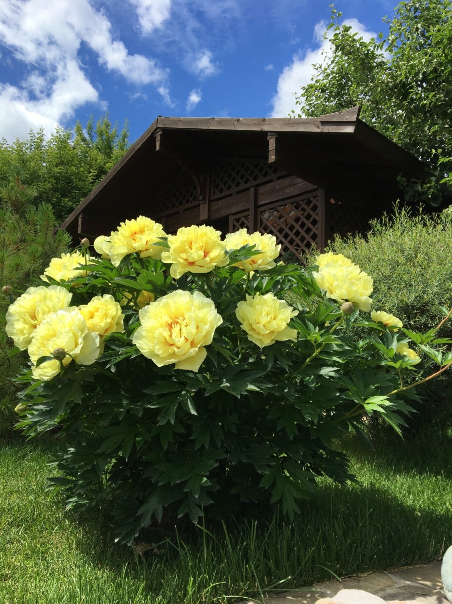 Пион Ито Бартзелла