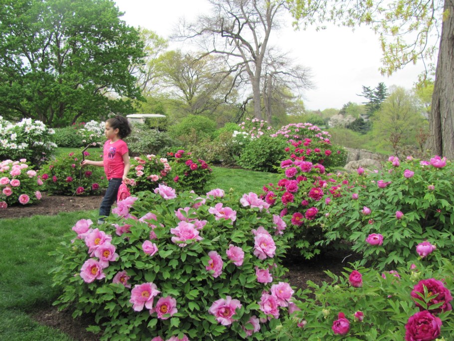 Пион древовидный спиреи