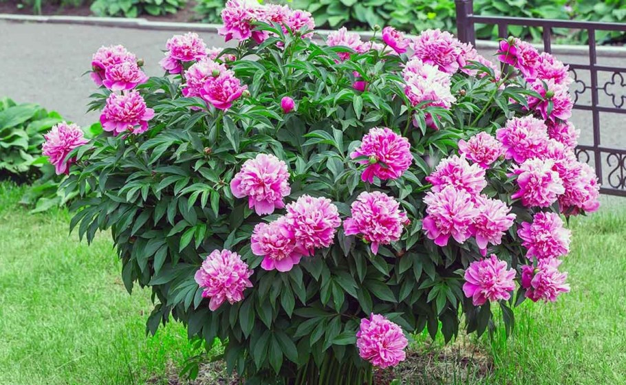 Пион Сара Бернар