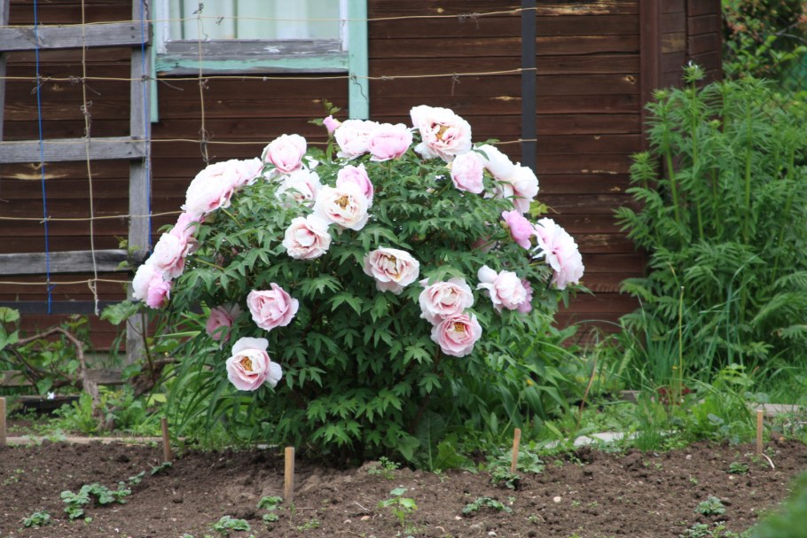 Пион древовидный Воробьевский