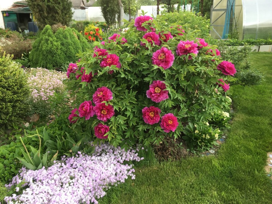 Древовидные пионы и розы