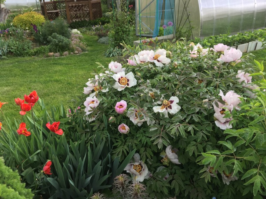 Соседство с пионами