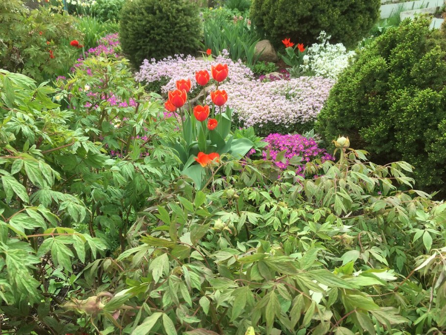 Пион Лиственный