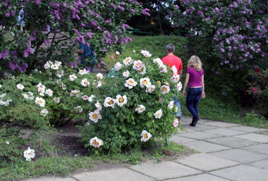 Древовидные пионы и розы