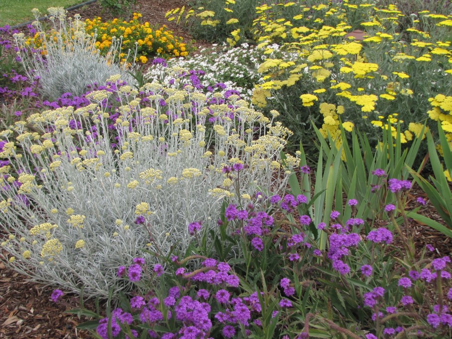 Вербена Буэнос-айресская (Verbena bonariensis)
