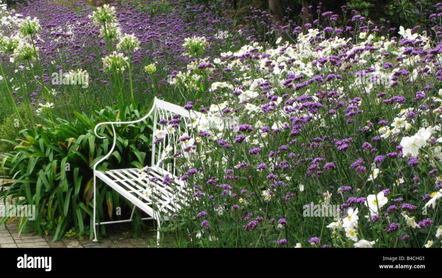 Вербена Буэнос-айресская