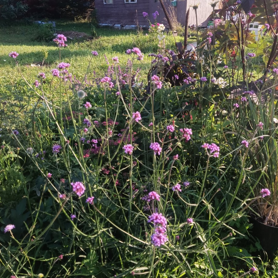 Вербена бонарская и перовския