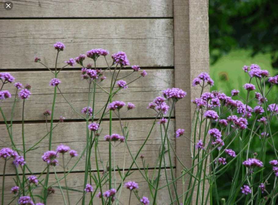 Вербена бонарская (Буэнос-айресская)