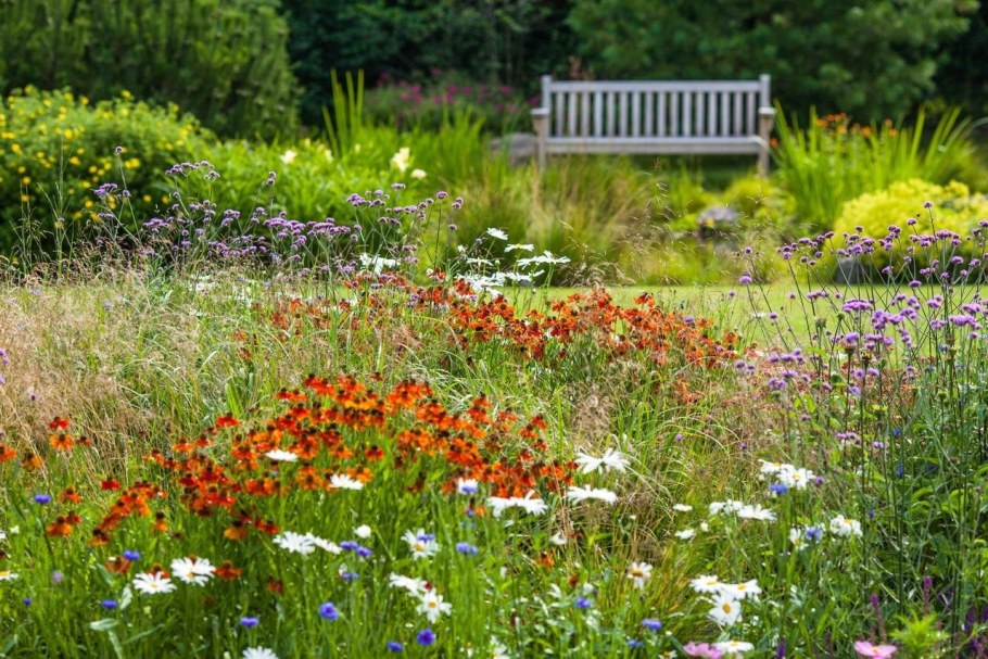 Вербена бонарская в саду