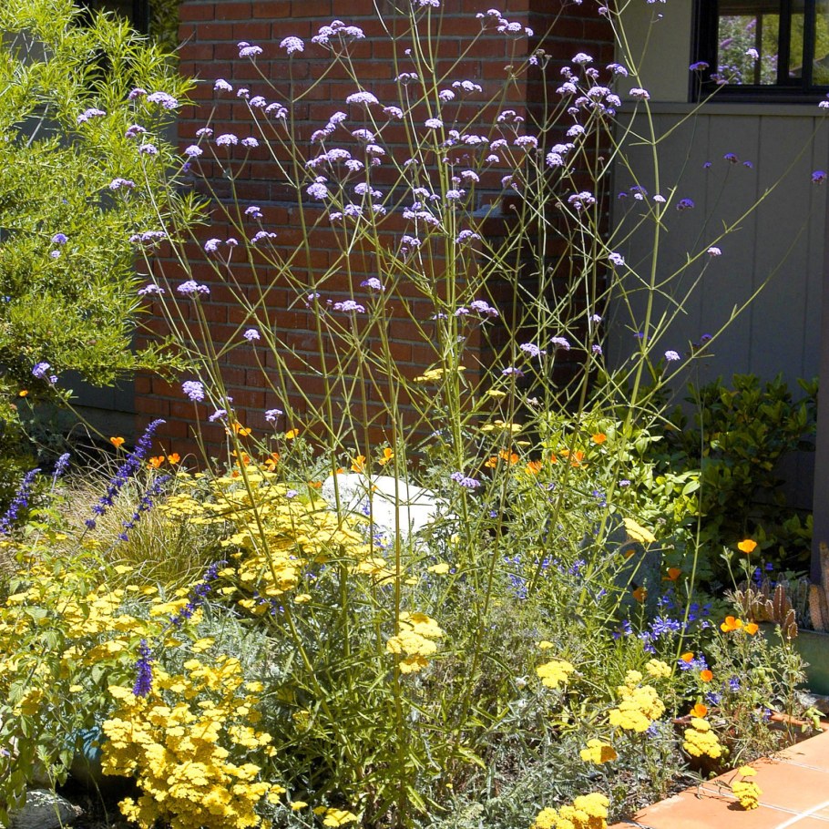 Вербена бонарская в цветнике