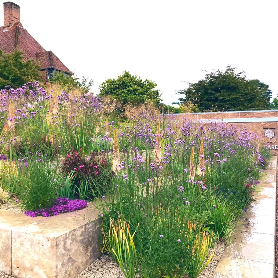 Вербена бонарская Метеор