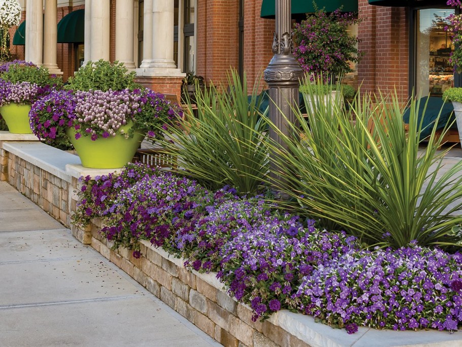 Вербена на клумбе