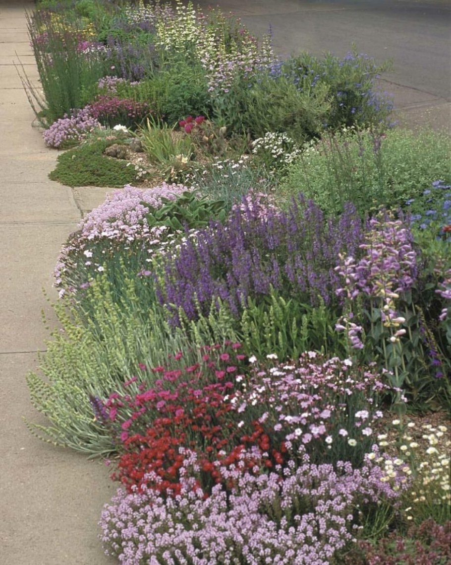 Вербена шалфей