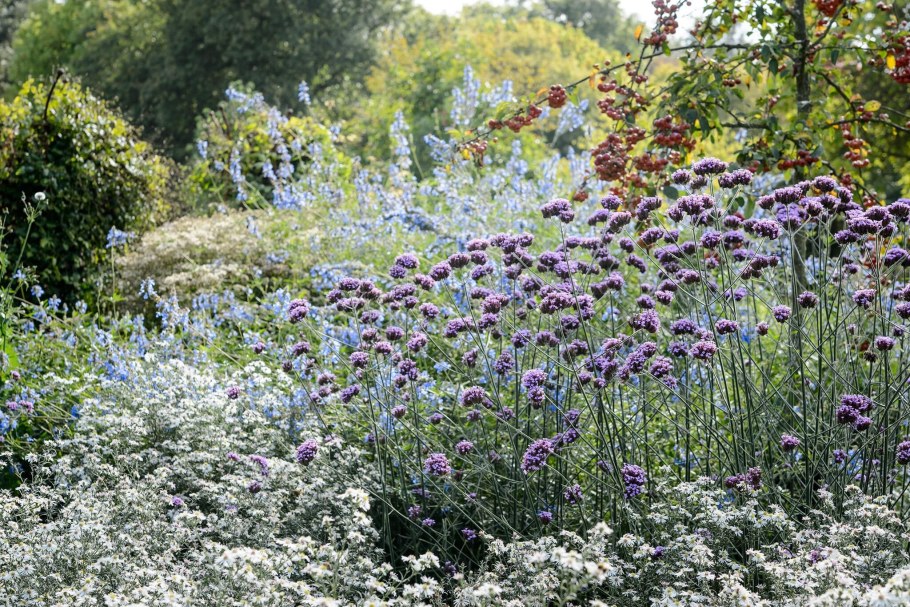 Вербена бонарская в цветнике