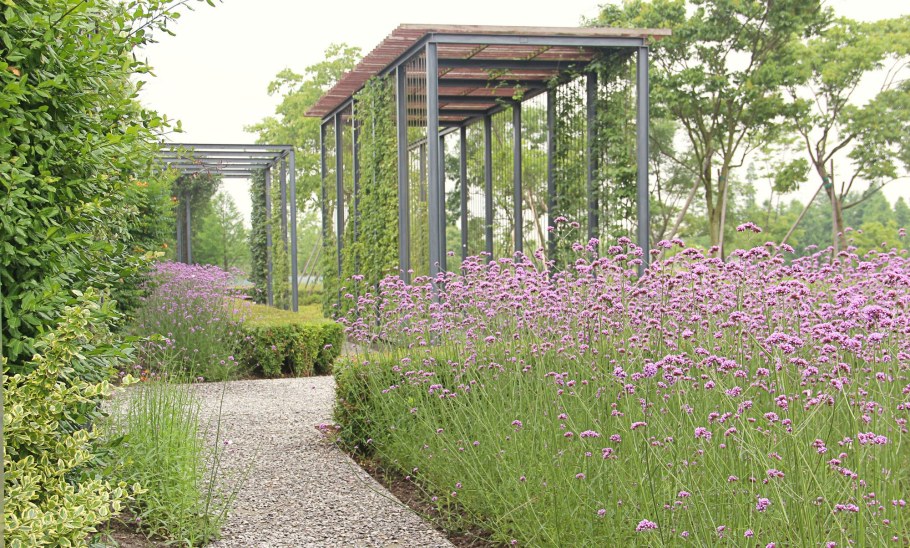 Вербена бонарская в ландшафтном