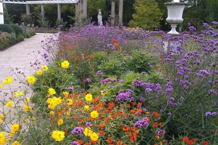 Вербена бонарская на клумбе