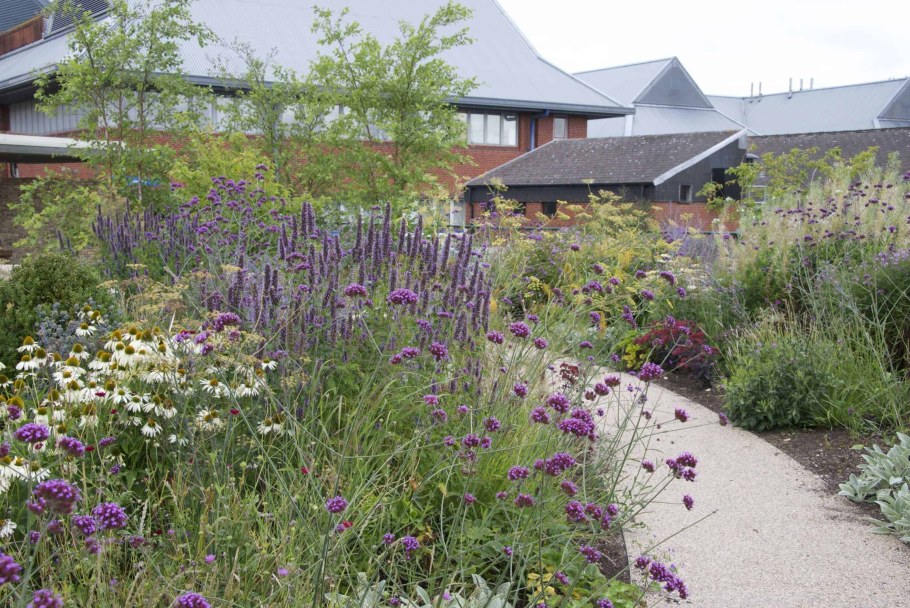 Вербена Буэнос- айресская. В ландшафте