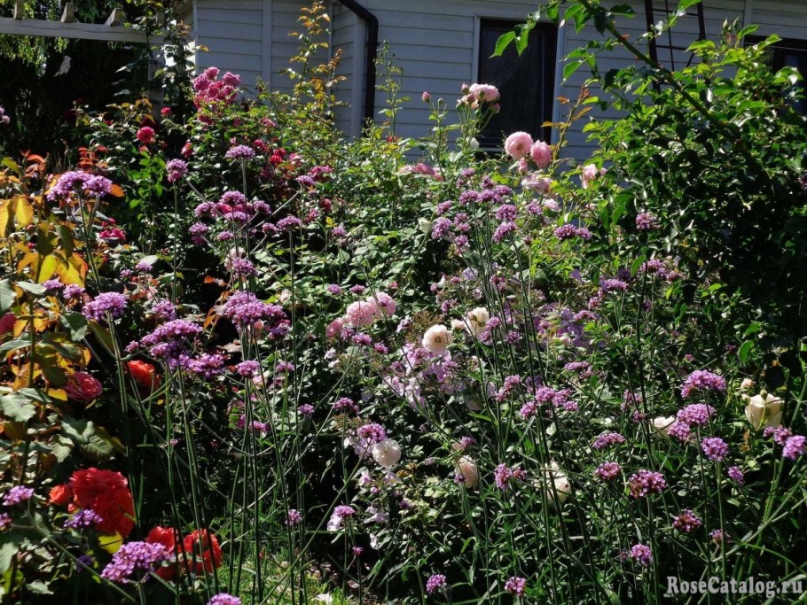 Вербена бонарская