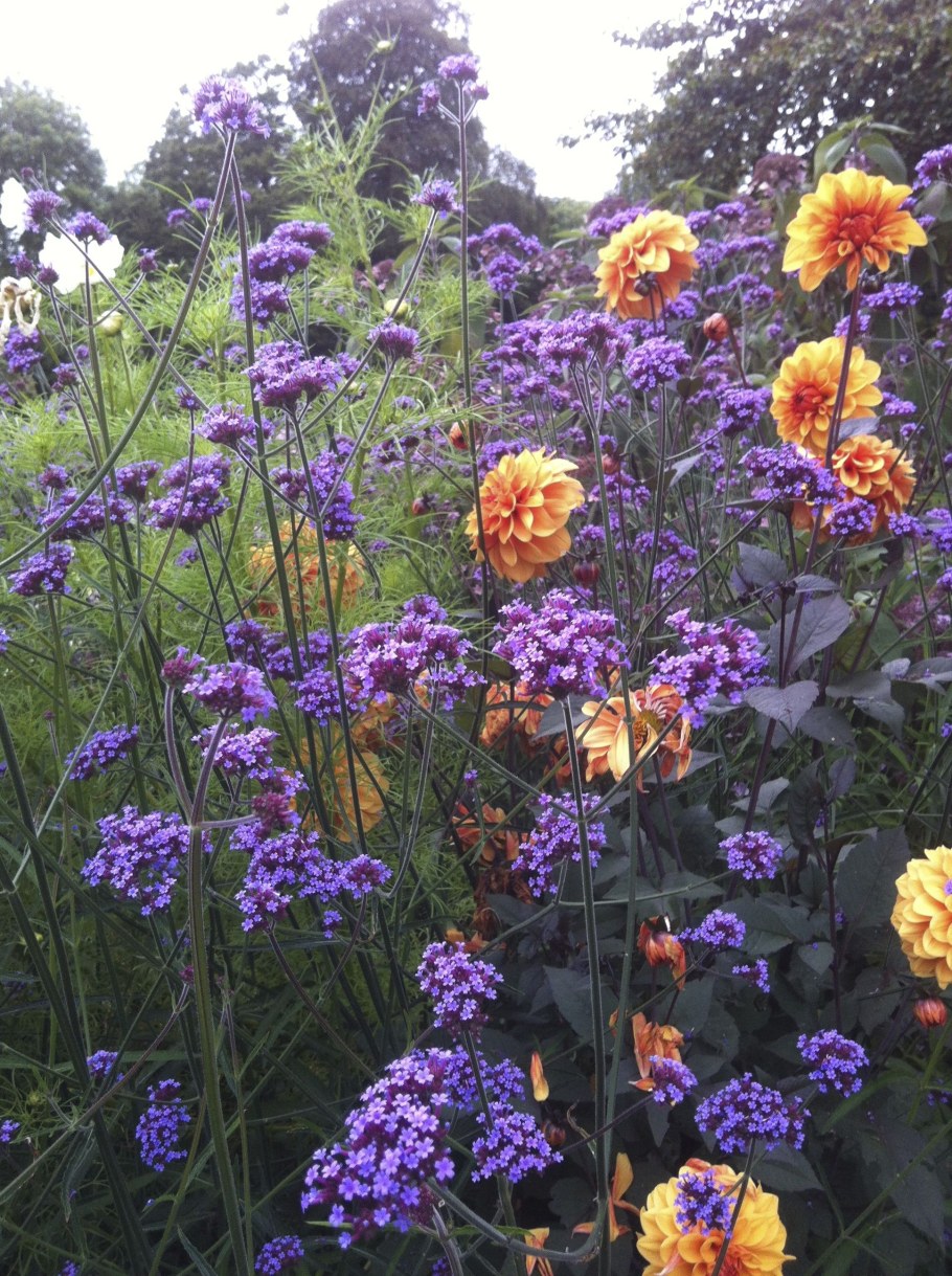 Вербена бонарская