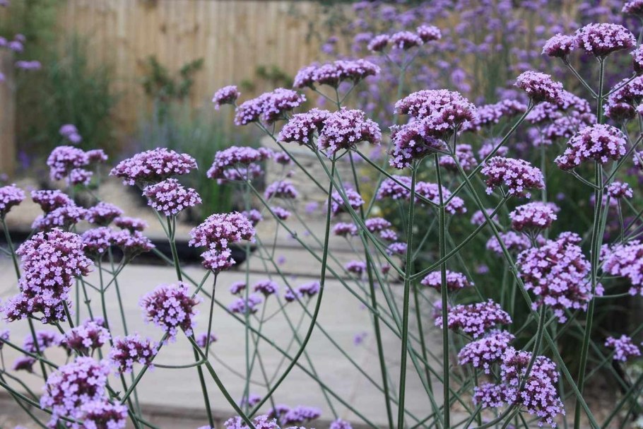 Вербена бонарская