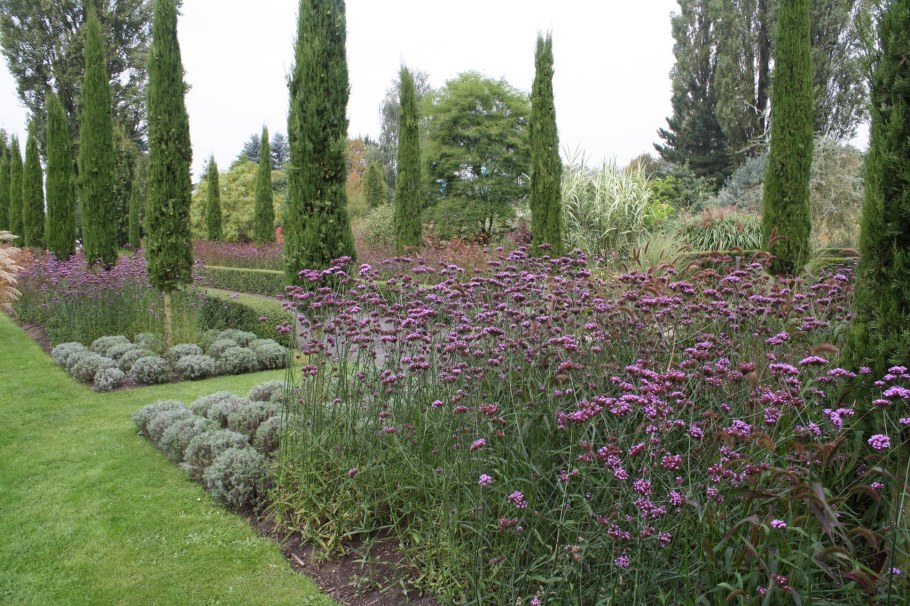Verbena bonariensis в ландшафте