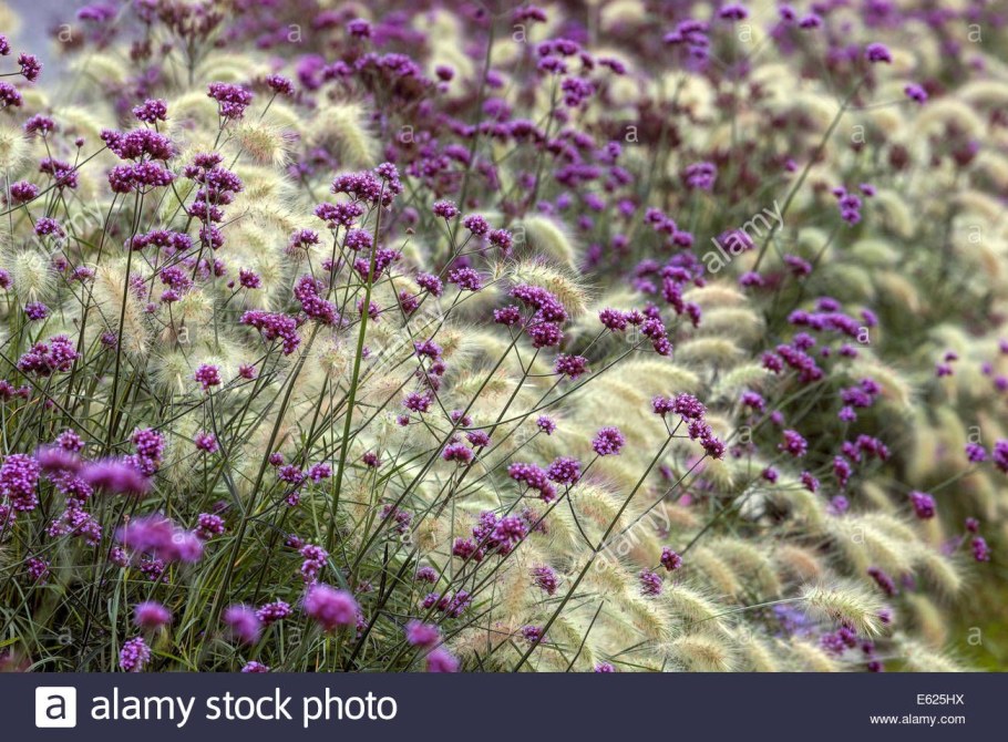 Вербена бонарская в полутени