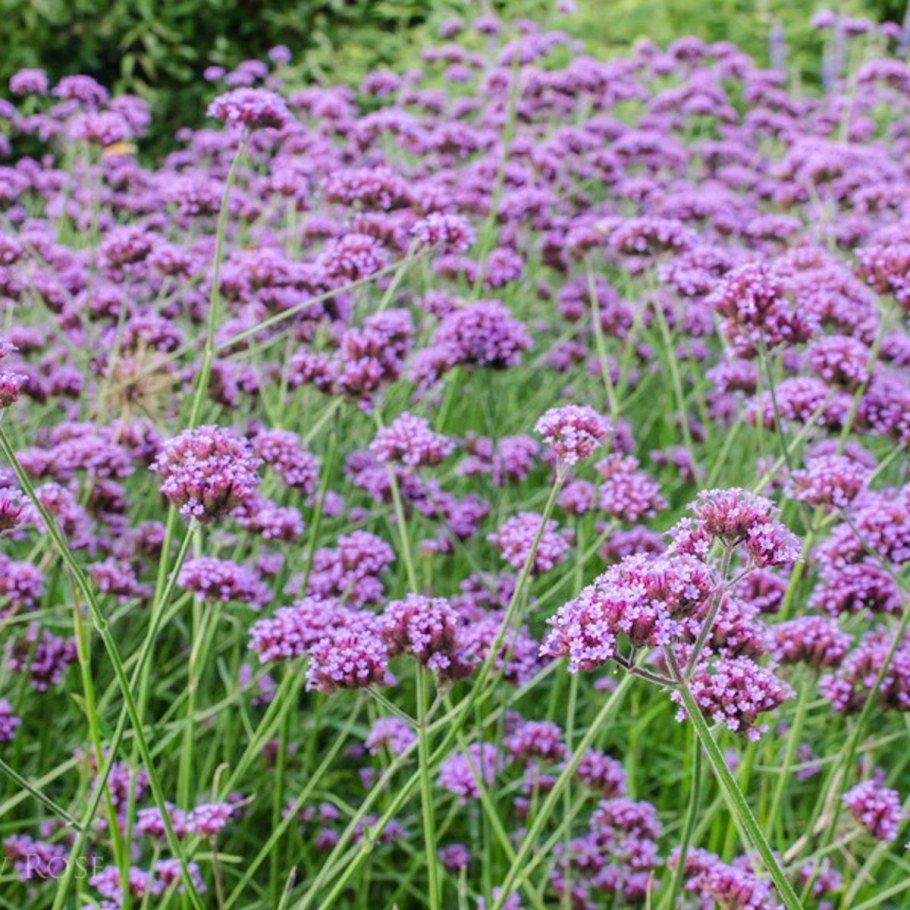 Патагонская Вербена