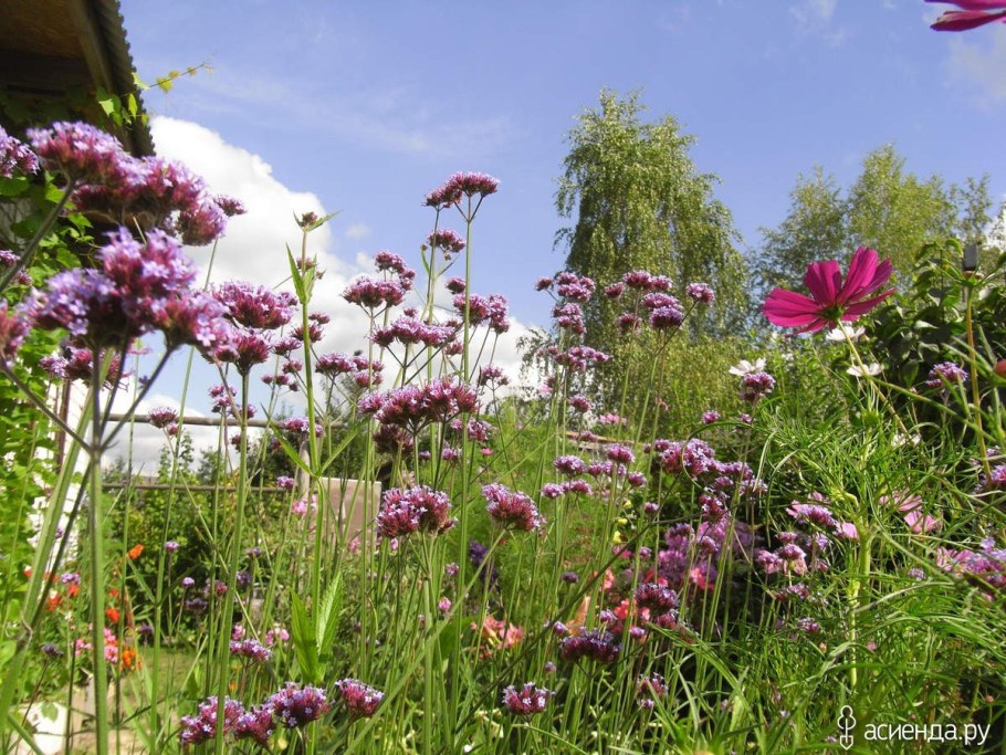 Вербена бонарская на клумбе