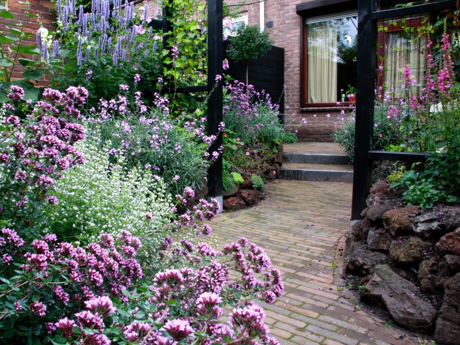 Вербена бонарская на клумбе