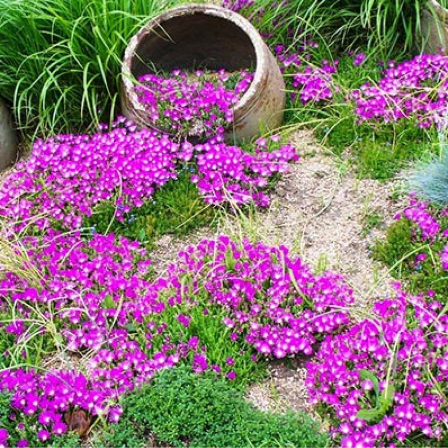 Флокс шиловидный бордюр