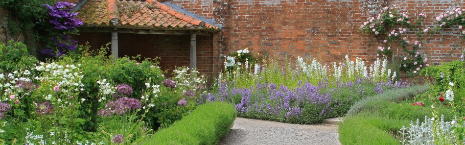 Вербена бонарская в миксбордере