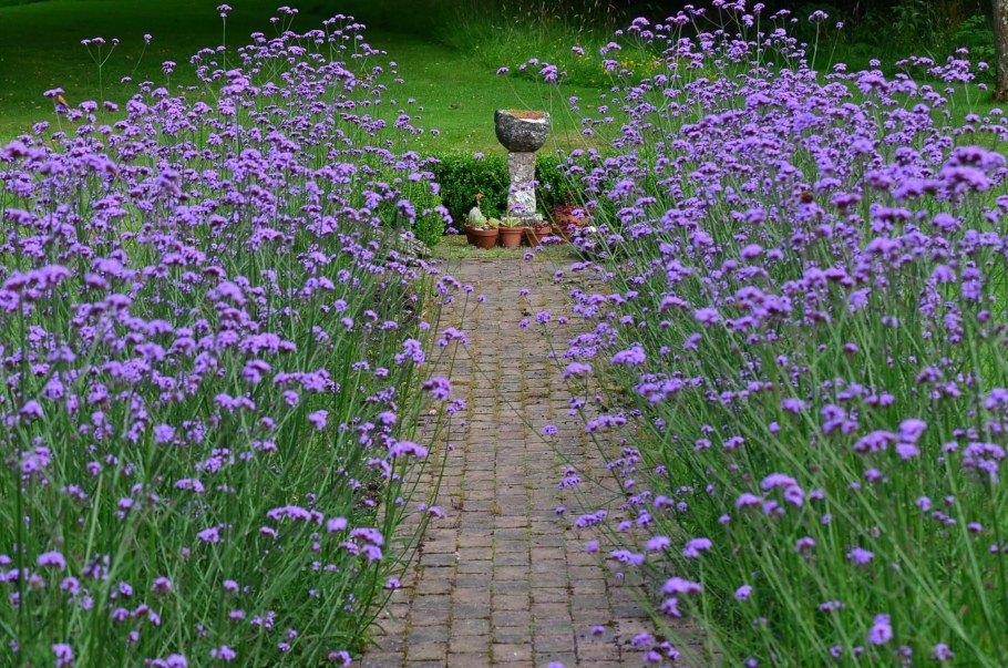 Вербена Буэнос-айресская