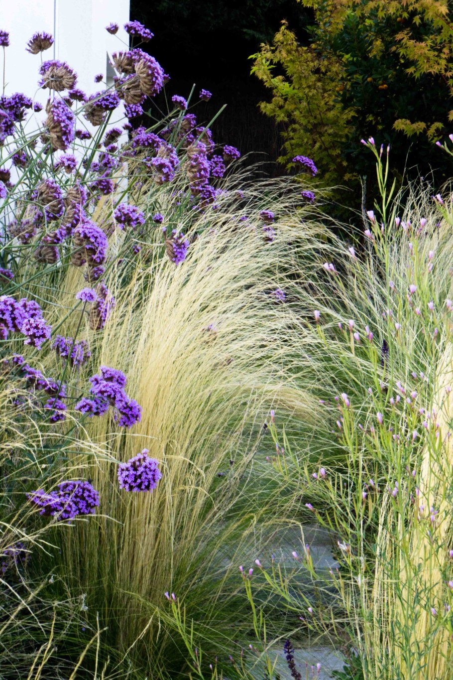 Вербена бонарская в цветнике