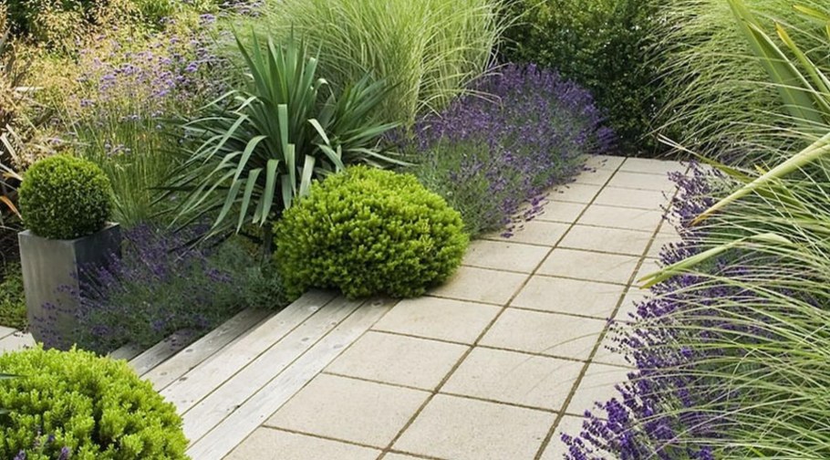 Вербена бонарская с гортензией