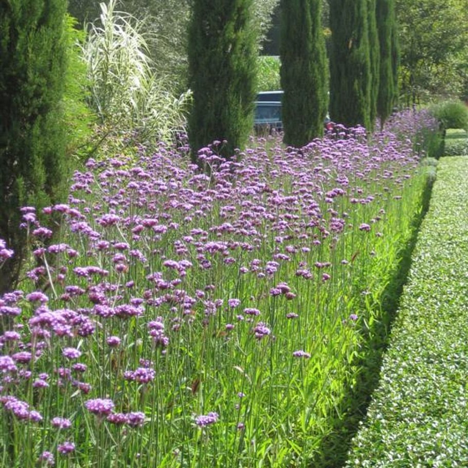 Вербена бонарская в цветнике