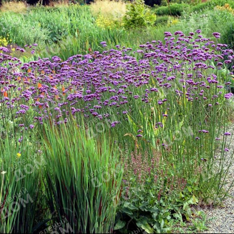 Вербена бонарская (Буэнос-айресская)