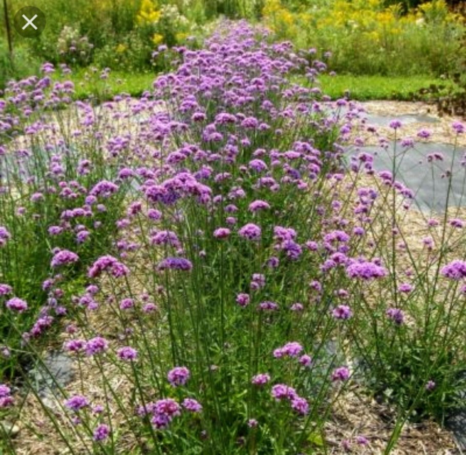 Вербена бонарская (Буэнос-айресская)