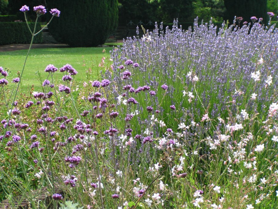 Вербена буеносайресская