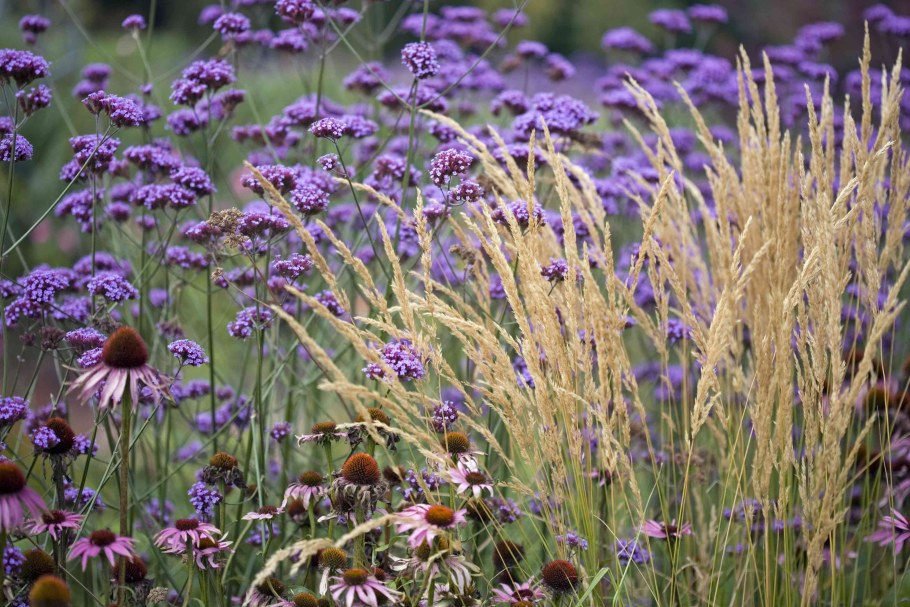 Вербена бонарская