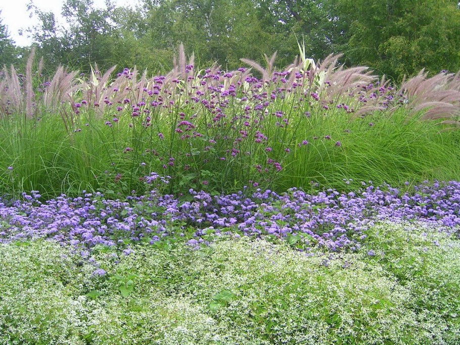 Вербена бонарская в миксбордере