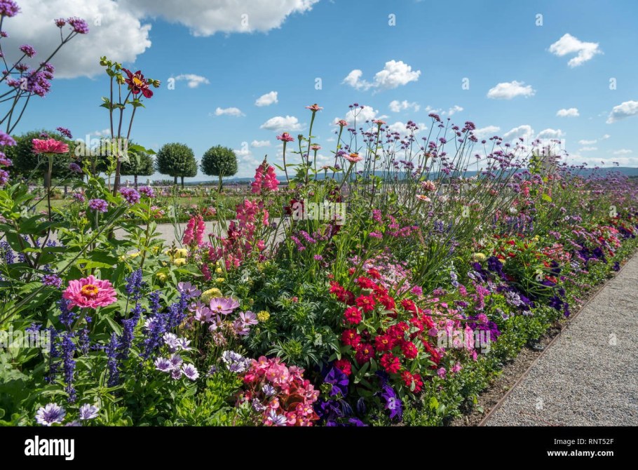 Вербена бонарская