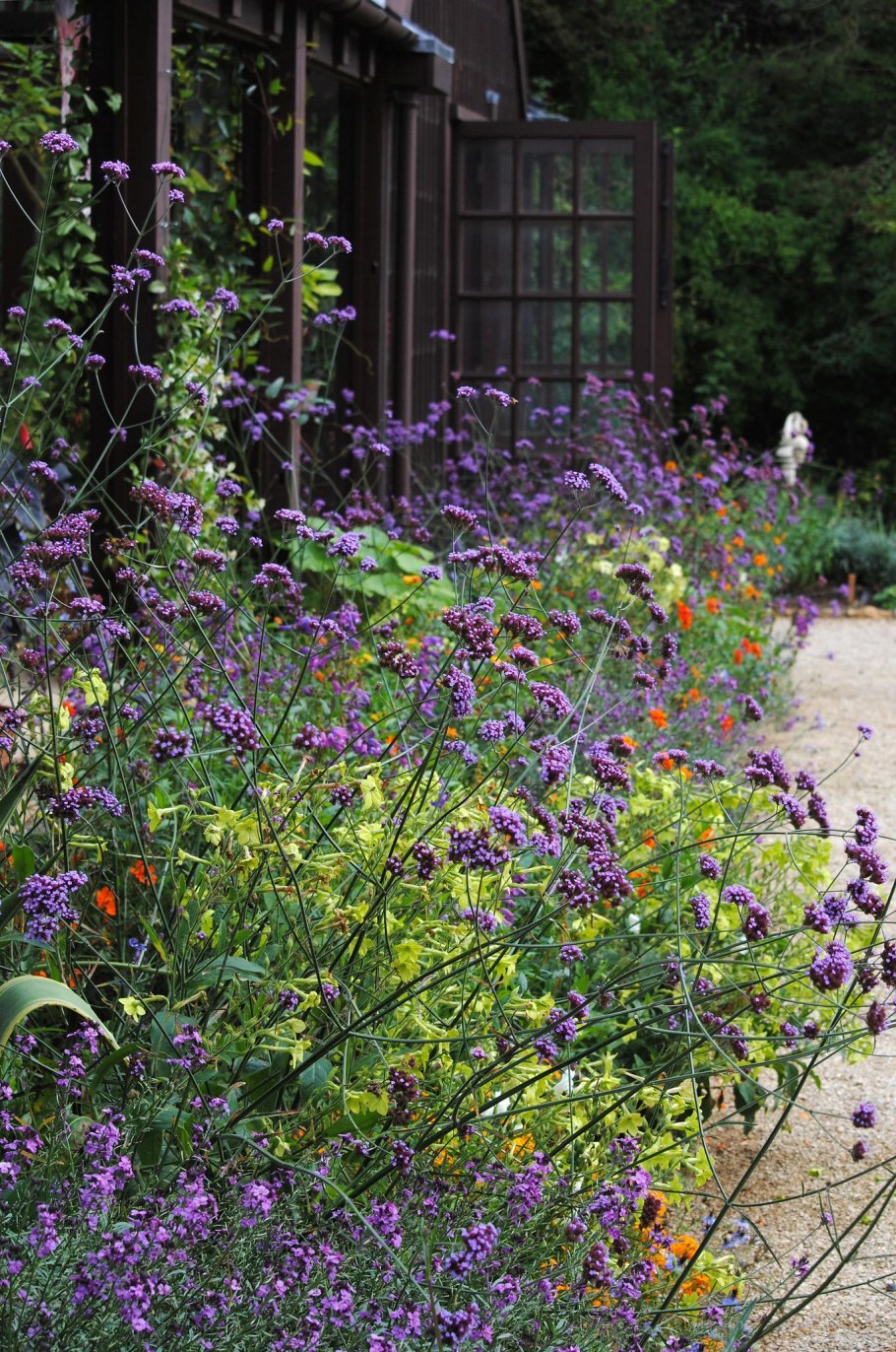 Вербена бонарская