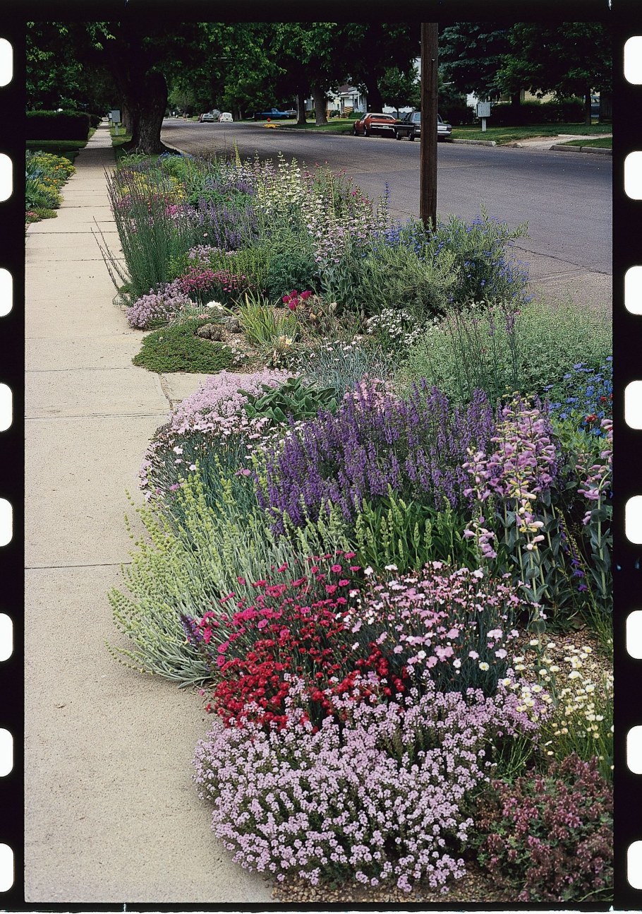 Вербена бонарская в цветнике